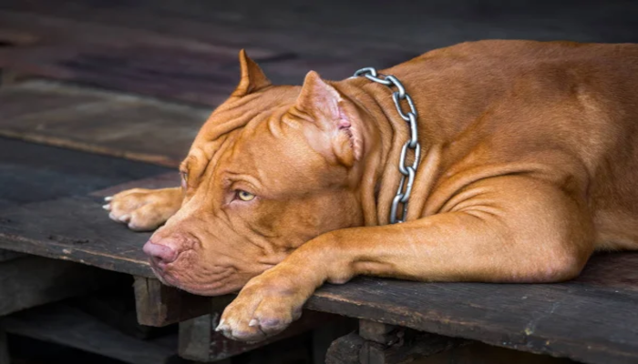 Santa Catarina proíbe criação e restringe circulação de pitbulls