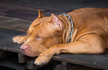 Santa Catarina proíbe criação e restringe circulação de pitbulls