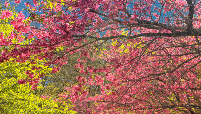 Pólen, umidade e temperatura: primavera aumenta riscos de alergias respiratórias