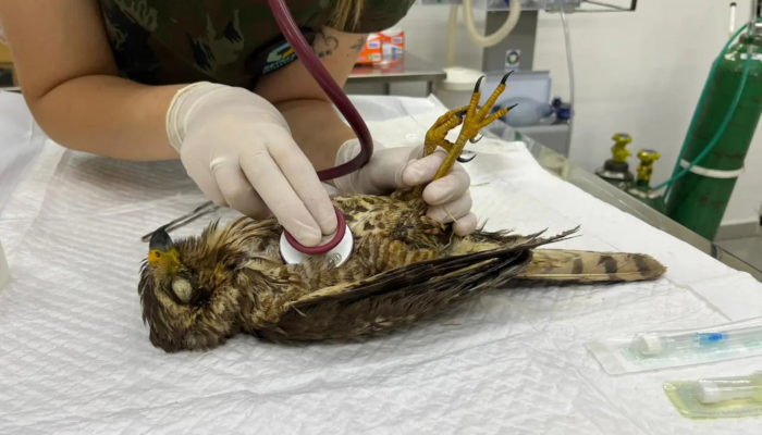 Unicentro lidera atendimento a animais silvestres vítimas do tornado no Paraná