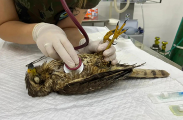 Unicentro lidera atendimento a animais silvestres vítimas do tornado no Paraná