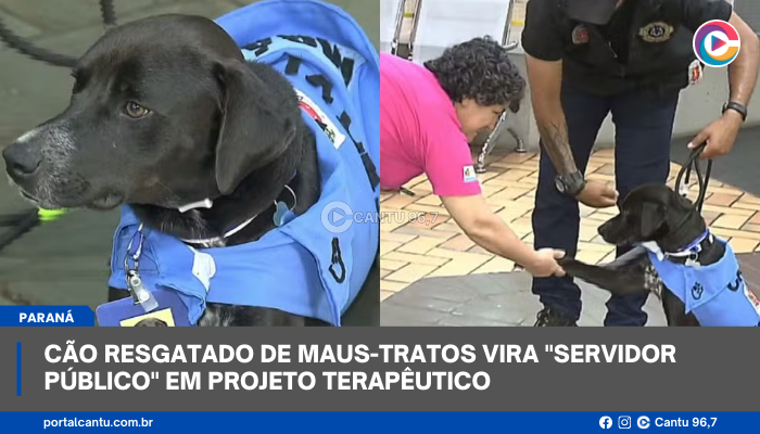 Cão resgatado de maus-tratos vira "servidor público" em projeto terapêutico