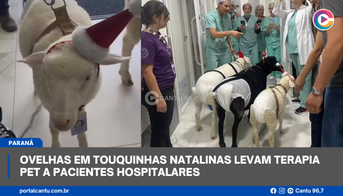 Ovelhas em touquinhas natalinas levam terapia pet a pacientes hospitalares