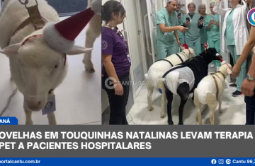 Ovelhas em touquinhas natalinas levam terapia pet a pacientes hospitalares