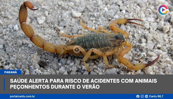 Saúde alerta para risco de acidentes com animais peçonhentos durante o verão