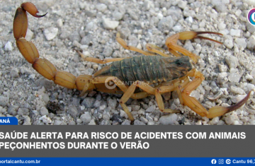 Saúde alerta para risco de acidentes com animais peçonhentos durante o verão