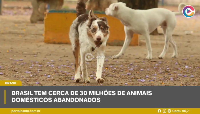 Brasil tem cerca de 30 milhões de animais domésticos abandonados
