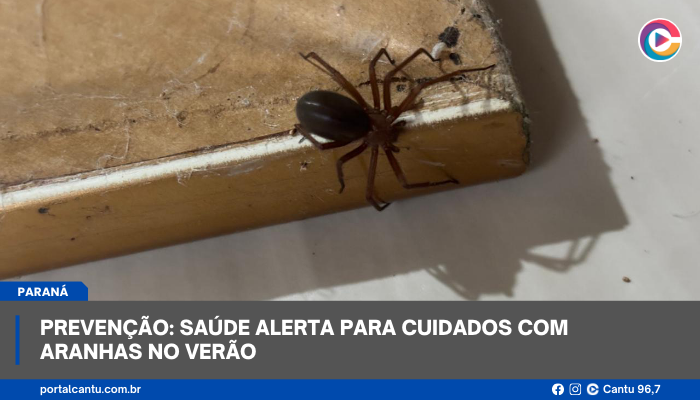Prevenção: Saúde alerta para cuidados com aranhas no verão