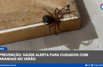 Prevenção: Saúde alerta para cuidados com aranhas no verão