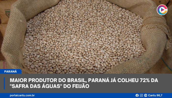  Maior produtor do Brasil, Paraná já colheu 72% da 'safra das águas' do feijão