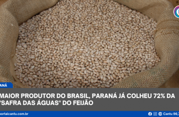  Maior produtor do Brasil, Paraná já colheu 72% da 'safra das águas' do feijão