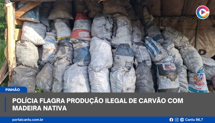 Pinhão - Polícia flagra produção ilegal de carvão com madeira nativa