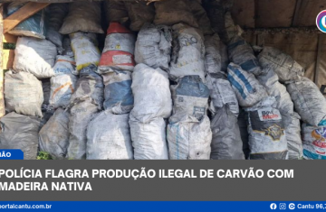 Pinhão - Polícia flagra produção ilegal de carvão com madeira nativa