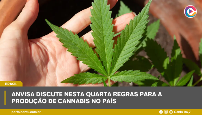 Anvisa discute nesta quarta regras para a produção de cannabis no país