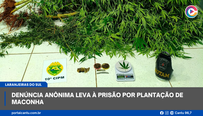 Laranjeiras do Sul - Denúncia anônima leva à prisão por plantação de maconha