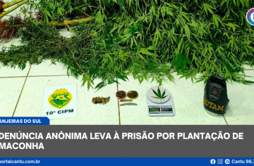 Laranjeiras do Sul - Denúncia anônima leva à prisão por plantação de maconha