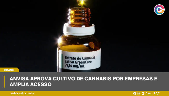 Anvisa aprova cultivo de cannabis por empresas e amplia acesso