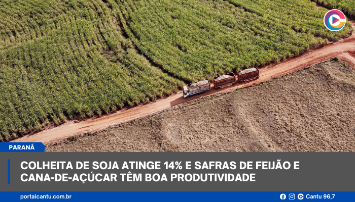 Colheita de soja atinge 14% e safras de feijão e cana-de-açúcar têm boa produtividade