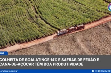 Colheita de soja atinge 14% e safras de feijão e cana-de-açúcar têm boa produtividade