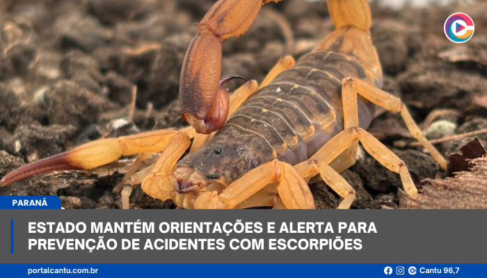 Estado mantém orientações e alerta para prevenção de acidentes com escorpiões