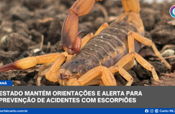 Estado mantém orientações e alerta para prevenção de acidentes com escorpiões