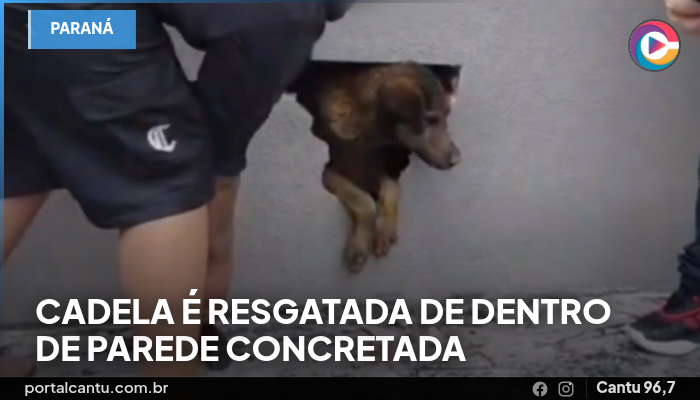 Cadela é resgatada de dentro de parede concretada