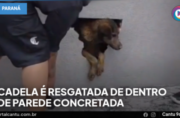 Cadela é resgatada de dentro de parede concretada