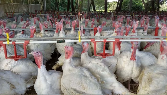 Paraná registra salto nas exportações de carne de peru e receita cresce mais de 100%, aponta Deral