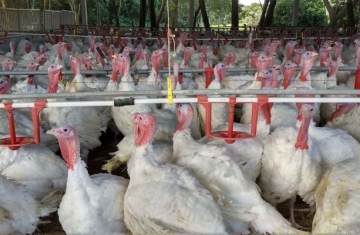 Paraná registra salto nas exportações de carne de peru e receita cresce mais de 100%, aponta Deral