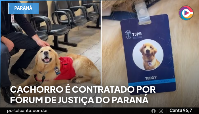 Foto: Reprodução Cachorro é 'contratado' por Fórum de Justiça do Paraná