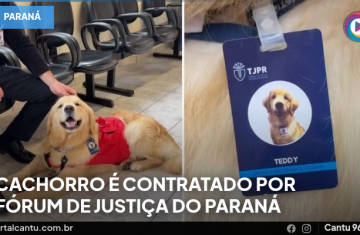 Cachorro é 'contratado' por Fórum de Justiça do Paraná
