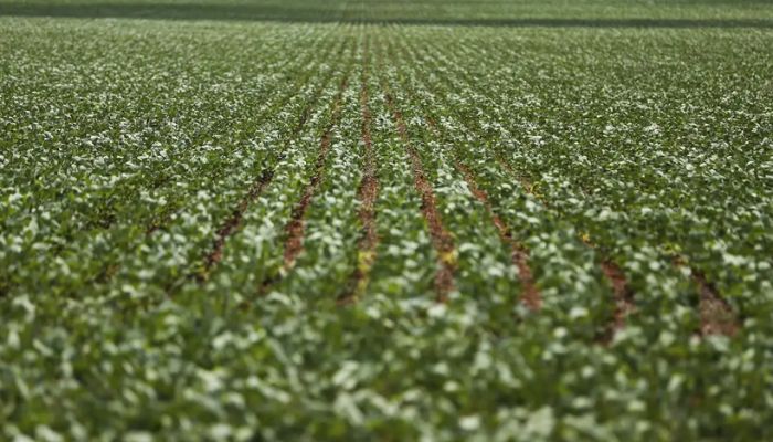 Entenda impasse entre bancada do agro e governo sobre dívidas rurais