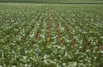 Entenda impasse entre bancada do agro e governo sobre dívidas rurais