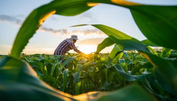MP de dívida rural foca em perdas climáticas, diz Durigan
