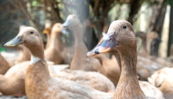Entidades defendem projeto que proíbe alimentação forçada de animais