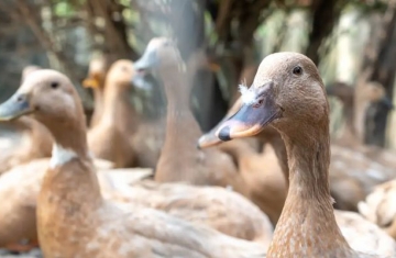 Entidades defendem projeto que proíbe alimentação forçada de animais