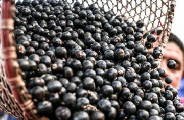 China facilita exportação de polpas e frutas congeladas brasileiras
