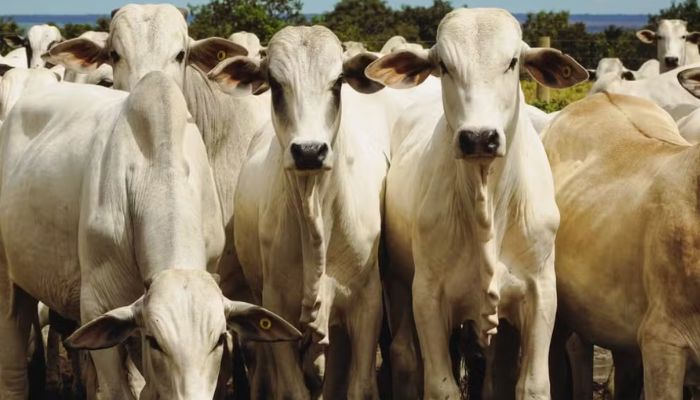 'União Europeia não volta a comprar carne do Brasil antes de 2 anos': bloqueio entra em vigor em um mês e segue sem acordo