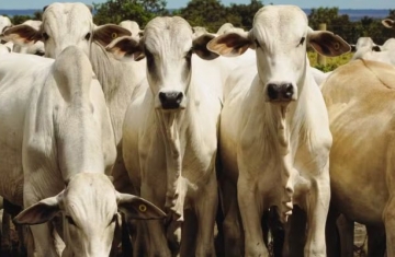 'União Europeia não volta a comprar carne do Brasil antes de 2 anos': bloqueio entra em vigor em um mês e segue sem acordo