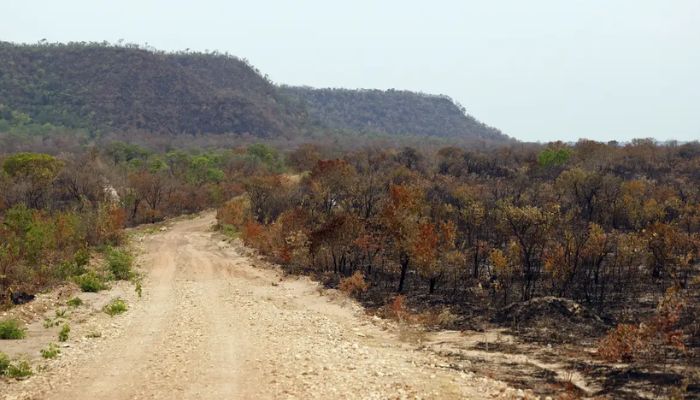 © Fernando Frazão/Agência Brasil Mapbiomas: menor vegetação nativa expõe mais o país ao El Niño