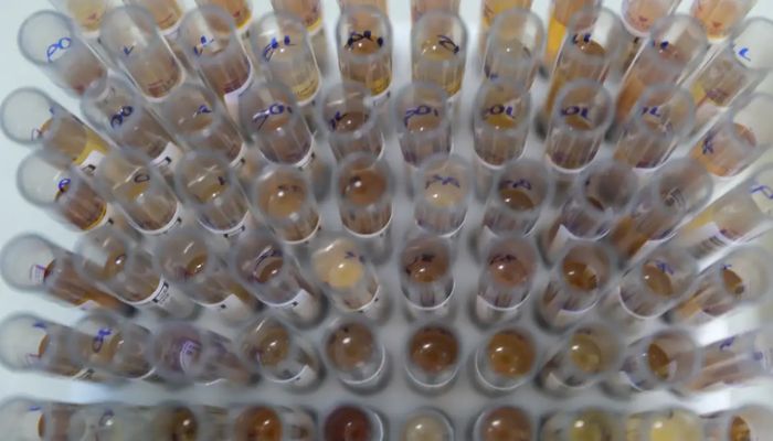 © Alex Pazuello/Secom Uso de medicamento oferecido no SUS reduz casos de malária no Brasil