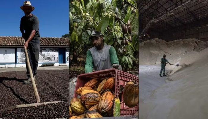 El Niño já eleva preços de café, cacau e açúcar e deve afetar desempenho do agro em 2027