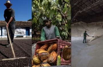 El Niño já eleva preços de café, cacau e açúcar e deve afetar desempenho do agro em 2027