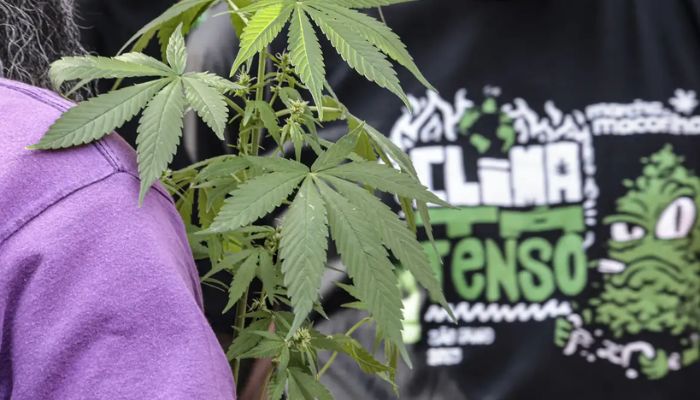 © Paulo Pinto/Agência Brasil Flagrante por drogas gera mais prisão preventiva do que outros crimes