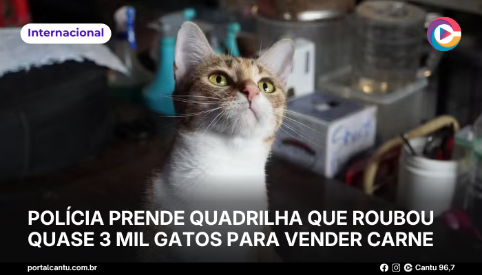 Polícia prende quadrilha que roubou quase 3 mil gatos para vender carne