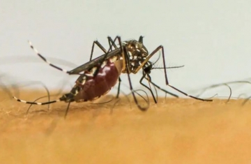 Aedes aegypti: quase metade dos municípios está em alerta ou risco