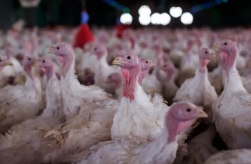 Agricultura confirma foco de doença de Newcastle em Santa Catarina