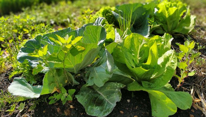 IAT vai investir R$ 39,1 milhões em 13 projetos de agroecologia no Paraná 