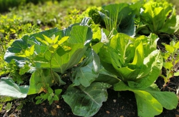 IAT vai investir R$ 39,1 milhões em 13 projetos de agroecologia no Paraná 