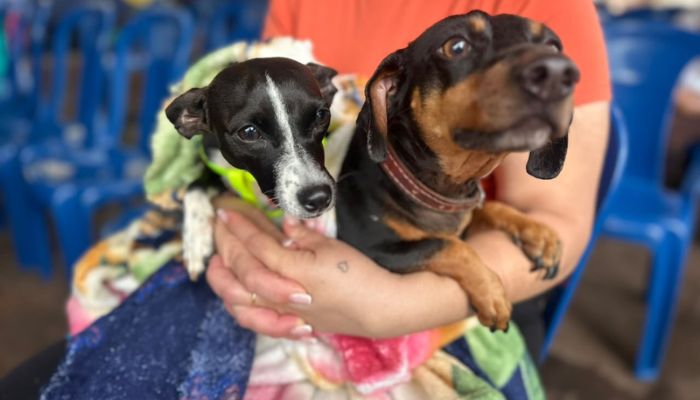CastraPet beneficiou 15,8 mil animais do Litoral e RMC; confira agenda de novembro